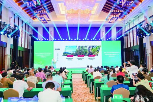 五指山热带雨林大叶茶 技术开发驱动品牌升级，助力茶农日子红火